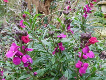 erysimum