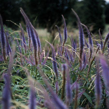 201508_Veronicastrum_virginicum