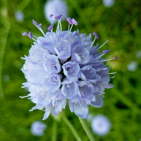 201509_Succisella_inflexa