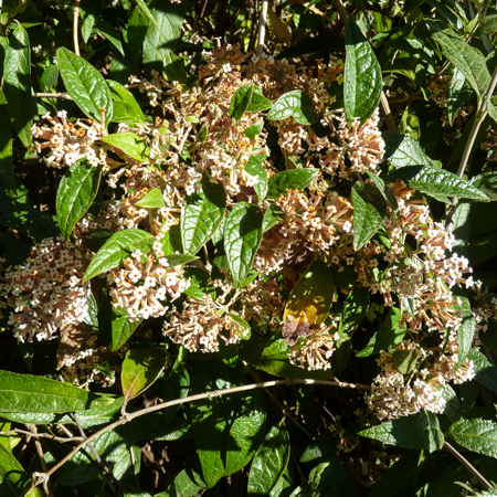 201511_Buddleja_auriculata-1