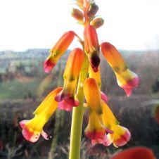 201512_Lachenalia aloides var quadricolor