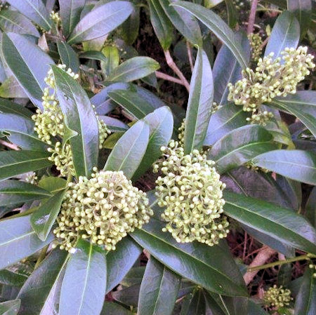 201602_Skimmia x confusa Kew Green
