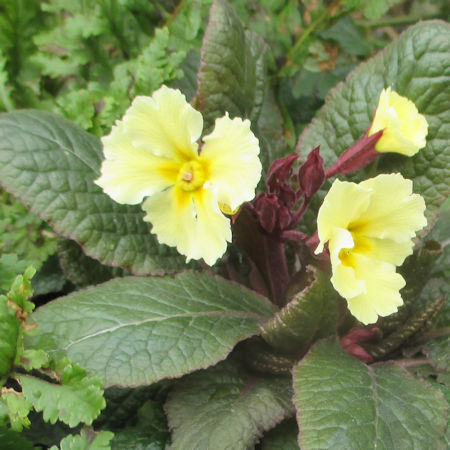 201603_Millwood Lemon