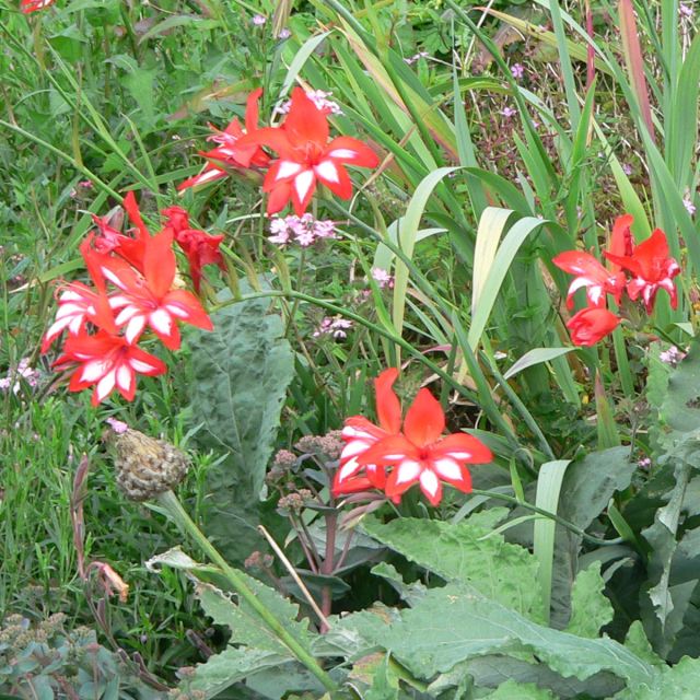 Gladiolus cardinalis