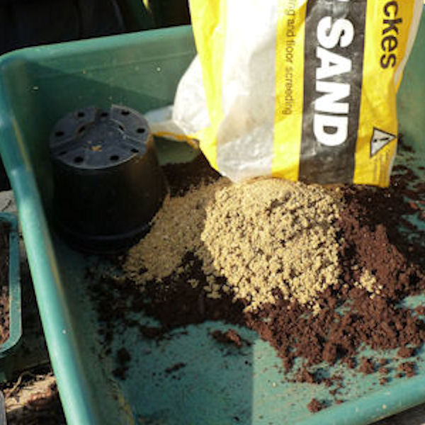 Root Cuttings &ndash; The Hardy Plant Society Somerset Group