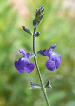 Salvia 'Blue Note'