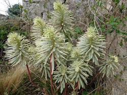 euphorbia small