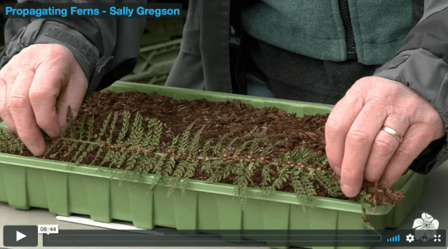 Videos | Somerset Hardy Plant Society 2018-02-07 14-19-05