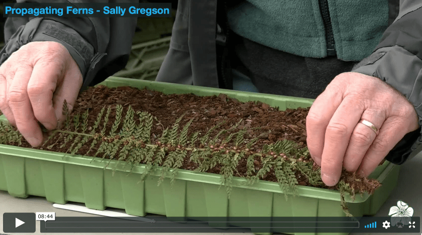 Videos | Somerset Hardy Plant Society 2018-02-07 14-19-05