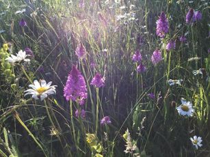 36188943_601858043517792_1131542415832776704_n