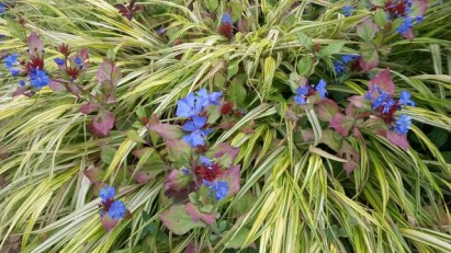 Ceratostigma August