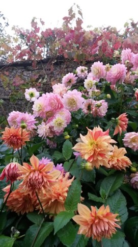 Rousham dahlias